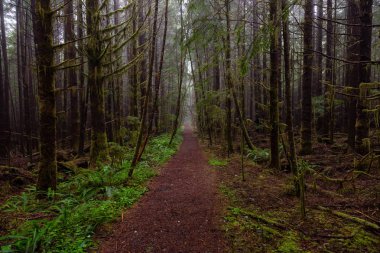 Juan de Fuca Trail bir sisli ve yağmurlu yaz günü boyunca ormanda. Port Renfrew yakınlarında çekilen Vancouver Adası, Bc, Kanada.