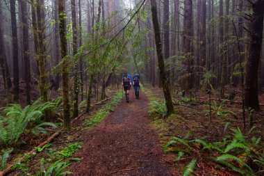 Maceracı bayan arkadaşlar sisli ve yağmurlu bir yaz günü boyunca ormanda Juan de Fuca Trail yürüyüş vardır. Port Renfrew yakınlarında çekilen Vancouver Adası, Bc, Kanada.