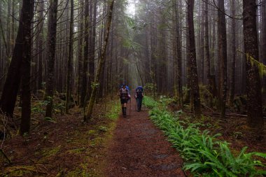 Adventurous female friends are hiking Juan de Fuca Trail in the woods during a misty and rainy summer day. Taken near Port Renfrew, Vancouver Island, BC, Canada. clipart