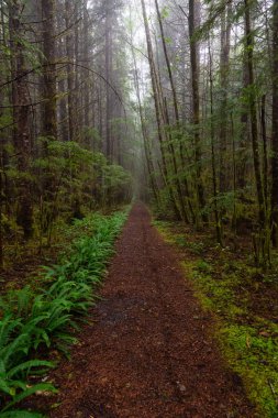 Juan de Fuca Trail bir sisli ve yağmurlu yaz günü boyunca ormanda. Port Renfrew yakınlarında çekilen Vancouver Adası, Bc, Kanada.