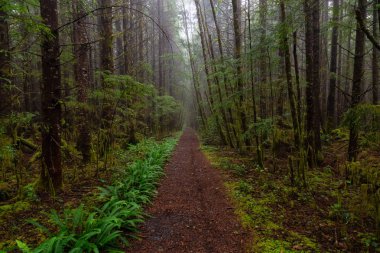 Juan de Fuca Trail in the woods during a misty and rainy summer day. Taken near Port Renfrew, Vancouver Island, BC, Canada. clipart