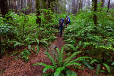 Maceracı bayan arkadaşlar sisli ve yağmurlu bir yaz günü boyunca ormanda Juan de Fuca Trail yürüyüş vardır. Port Renfrew yakınlarında çekilen Vancouver Adası, Bc, Kanada.