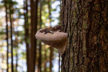 Ağaç Mantar ı pasifik okyanusu kıyısında bir ormanda canlı güneşli bir yaz günü sırasında büyüyor. Port Renfrew yakınlarında çekilen Vancouver Adası, British Columbia, Kanada.
