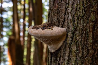 Ağaç Mantar ı pasifik okyanusu kıyısında bir ormanda canlı güneşli bir yaz günü sırasında büyüyor. Port Renfrew yakınlarında çekilen Vancouver Adası, British Columbia, Kanada.