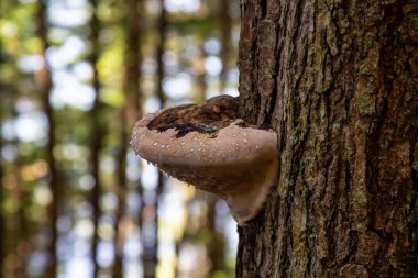 Ağaç Mantar ı pasifik okyanusu kıyısında bir ormanda canlı güneşli bir yaz günü sırasında büyüyor. Port Renfrew yakınlarında çekilen Vancouver Adası, British Columbia, Kanada.