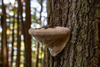Ağaç Mantar ı pasifik okyanusu kıyısında bir ormanda canlı güneşli bir yaz günü sırasında büyüyor. Port Renfrew yakınlarında çekilen Vancouver Adası, British Columbia, Kanada.