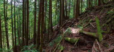 Güneşli bir yaz günü Juan de Fuca Yürüyüş Parkuru'nun manzarası. Port Renfrew yakınlarında çekilen Vancouver Adası, Bc, Kanada.