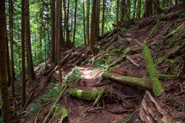 Güneşli bir yaz günü Juan de Fuca Yürüyüş Parkuru'nun manzarası. Port Renfrew yakınlarında çekilen Vancouver Adası, Bc, Kanada.