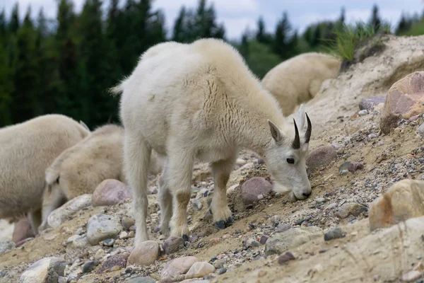 Mountain Goat Jasper Nationaal Park Alberta Canada — Stockfoto