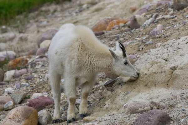 Jasper Ulusal Parkı'ndaki Dağ Keçisi, Alberta, Kanada.