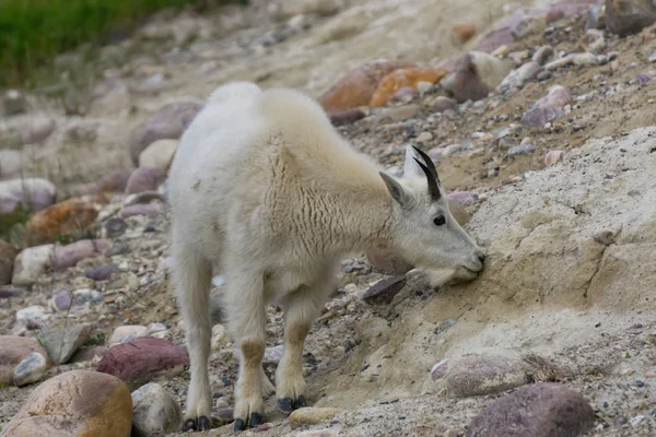 Mountain Goat Jasper Nationaal Park Alberta Canada — Stockfoto