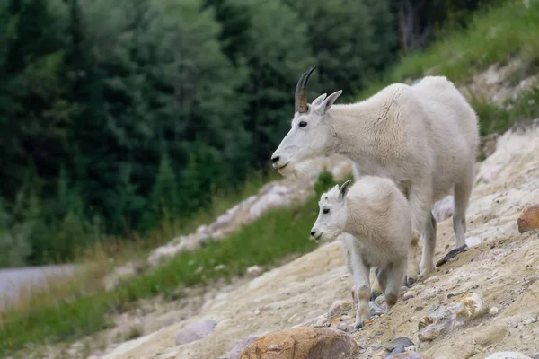 Moeder Berggeit Haar Kind Jasper Nationaal Park Alberta Canada — Stockfoto