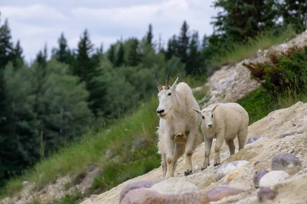 Chèvre Montagne Mère Son Enfant Dans Parc National Jasper Alberta — Photo