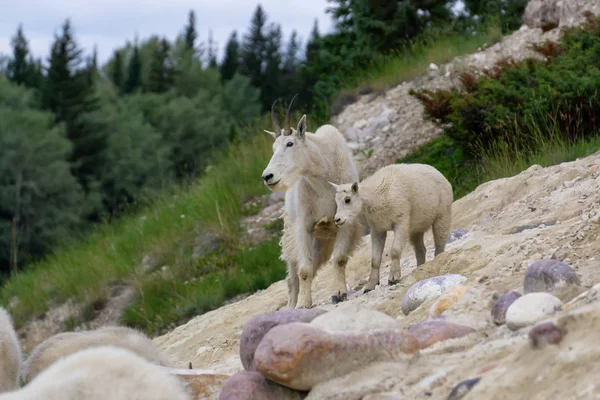 Anne Dağ Keçisi ve çocuğu Jasper Ulusal Parkı, Alberta, Kanada.