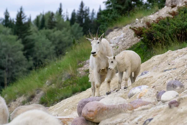Anne Dağ Keçisi ve çocuğu Jasper Ulusal Parkı, Alberta, Kanada.