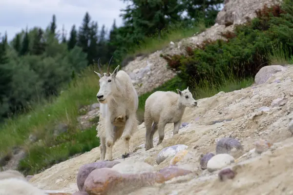 Anne Dağ Keçisi ve çocuğu Jasper Ulusal Parkı, Alberta, Kanada.