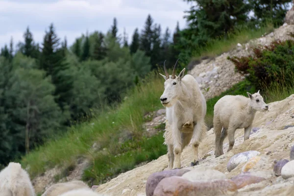 Anne Dağ Keçisi ve çocuğu Jasper Ulusal Parkı, Alberta, Kanada.
