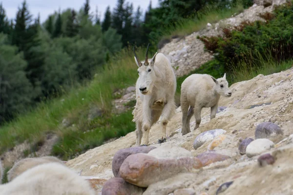 Anne Dağ Keçisi ve çocuğu Jasper Ulusal Parkı, Alberta, Kanada.