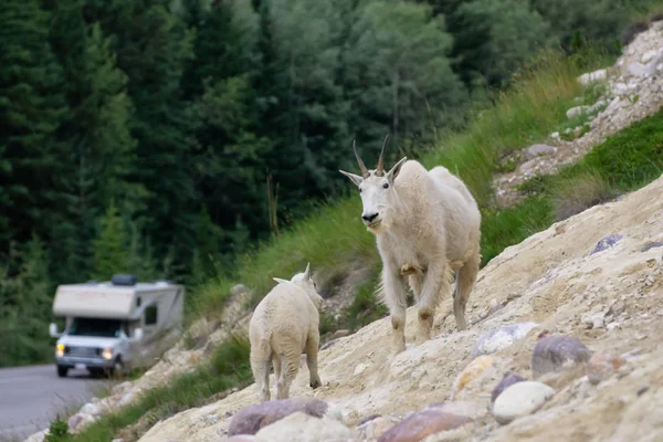 Anne Dağ Keçisi ve çocuğu Jasper Ulusal Parkı, Alberta, Kanada.
