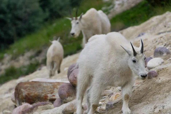 Anne Dağ Keçisi ve çocuğu Jasper Ulusal Parkı, Alberta, Kanada.
