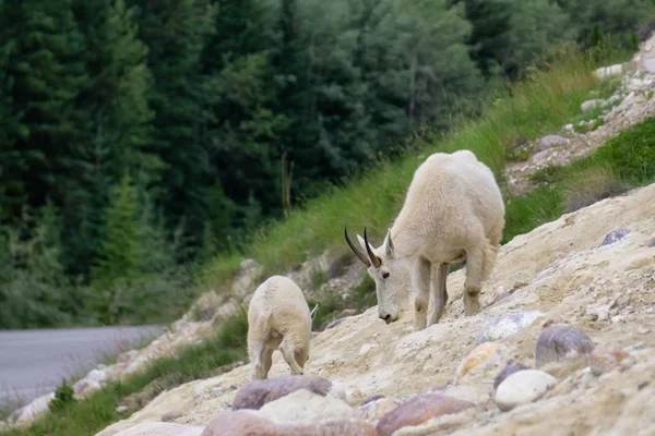 Anne Dağ Keçisi ve çocuğu Jasper Ulusal Parkı, Alberta, Kanada.