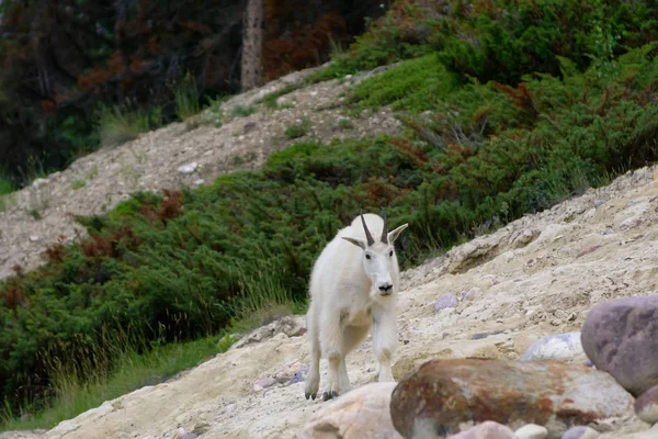 Mountain Goat Jasper Nationaal Park Alberta Canada — Stockfoto