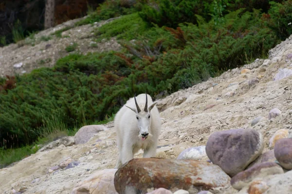 Chèvre Montagne Dans Parc National Jasper Alberta Canada — Photo