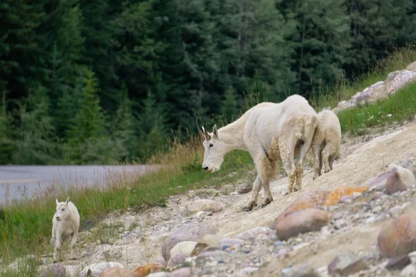 Moeder Berggeit Haar Kind Jasper Nationaal Park Alberta Canada — Stockfoto