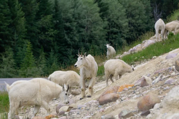 Anne Dağ Keçisi ve çocuğu Jasper Ulusal Parkı, Alberta, Kanada.