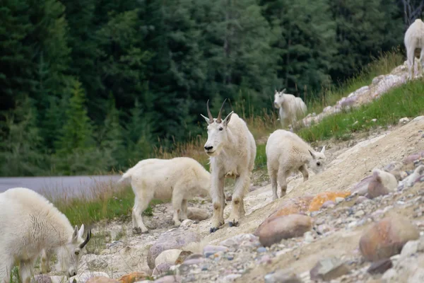 Mãe Cabra Montanha Seu Filho Parque Nacional Jasper Alberta Canadá — Fotografia de Stock