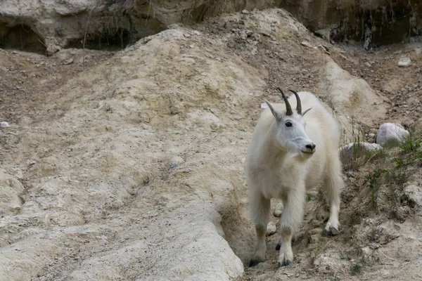 Jasper Ulusal Parkı'ndaki Dağ Keçisi, Alberta, Kanada.