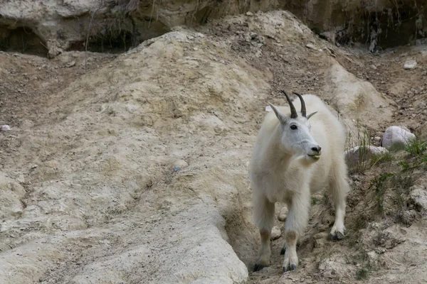 Jasper Ulusal Parkı'ndaki Dağ Keçisi, Alberta, Kanada.