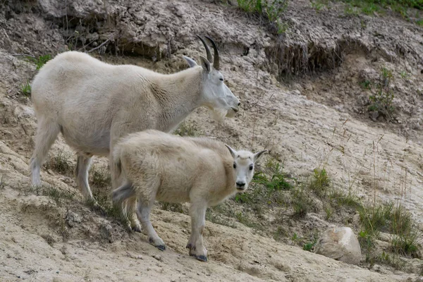 Moeder Berggeit Haar Kind Jasper Nationaal Park Alberta Canada — Stockfoto