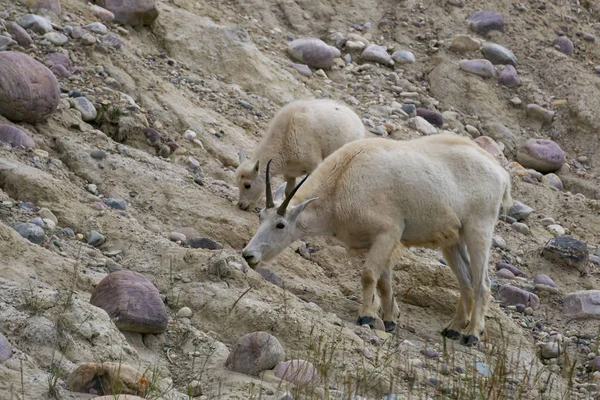 Anne Dağ Keçisi ve çocuğu Jasper Ulusal Parkı, Alberta, Kanada.