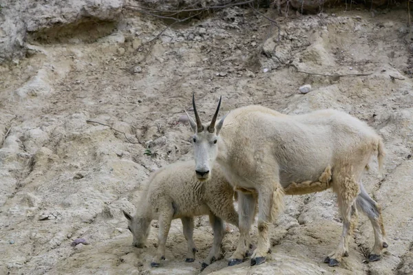 Anne Dağ Keçisi ve çocuğu Jasper Ulusal Parkı, Alberta, Kanada.
