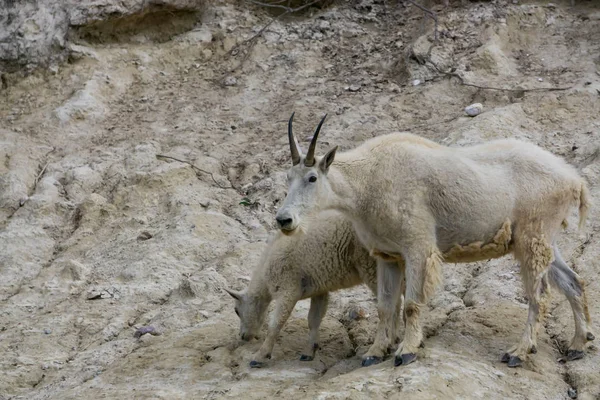 Moeder Berggeit Haar Kind Jasper Nationaal Park Alberta Canada — Stockfoto