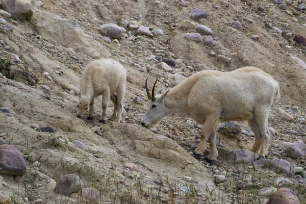 Moeder Berggeit Haar Kind Jasper Nationaal Park Alberta Canada — Stockfoto