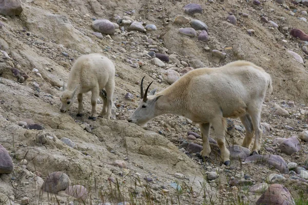 Anne Dağ Keçisi ve çocuğu Jasper Ulusal Parkı, Alberta, Kanada.