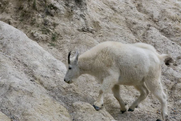 Jasper Ulusal Parkı'ndaki Dağ Keçisi, Alberta, Kanada.