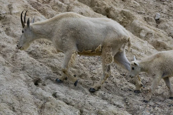 Chèvre Montagne Mère Son Enfant Dans Parc National Jasper Alberta — Photo