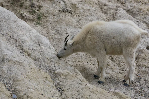 Jasper Ulusal Parkı'ndaki Dağ Keçisi, Alberta, Kanada.