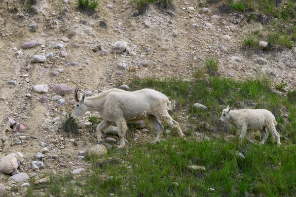 Anne Dağ Keçisi ve çocuğu Jasper Ulusal Parkı, Alberta, Kanada.