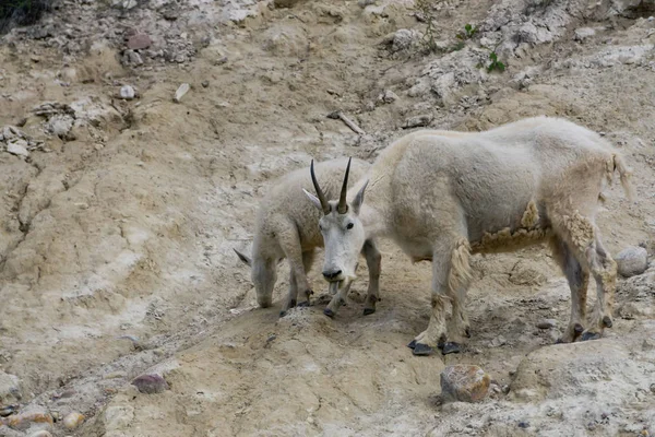 Chèvre Montagne Mère Son Enfant Dans Parc National Jasper Alberta — Photo