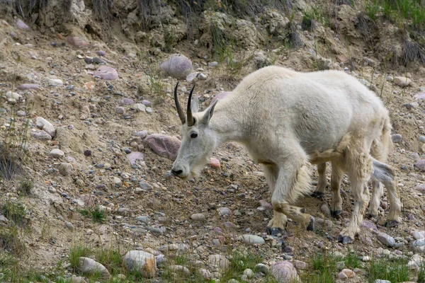 Anne Dağ Keçisi ve çocuğu Jasper Ulusal Parkı, Alberta, Kanada.