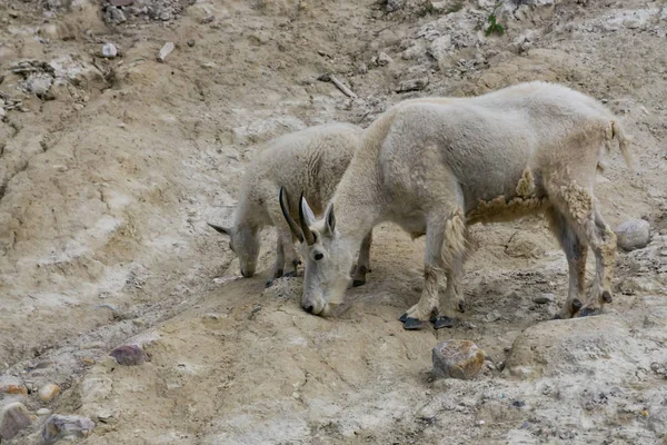 Anne Dağ Keçisi ve çocuğu Jasper Ulusal Parkı, Alberta, Kanada.