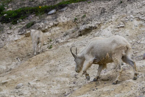 Moeder Berggeit Haar Kind Jasper Nationaal Park Alberta Canada — Stockfoto