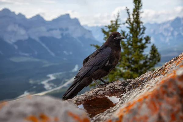 Big Black Common Raven Bird Siedzi Skale Szczycie Lady Macdonald — Zdjęcie stockowe