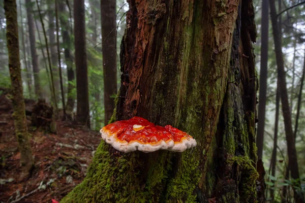 Hongos Arbóreos Que Crecen Bosque Costa Del Océano Pacífico Durante —  Fotos de Stock