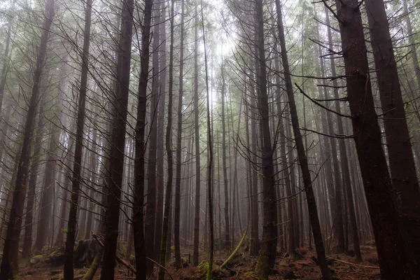 Trilha Juan Fuca Floresta Durante Dia Verão Nebuloso Chuvoso Tomado — Fotografia de Stock