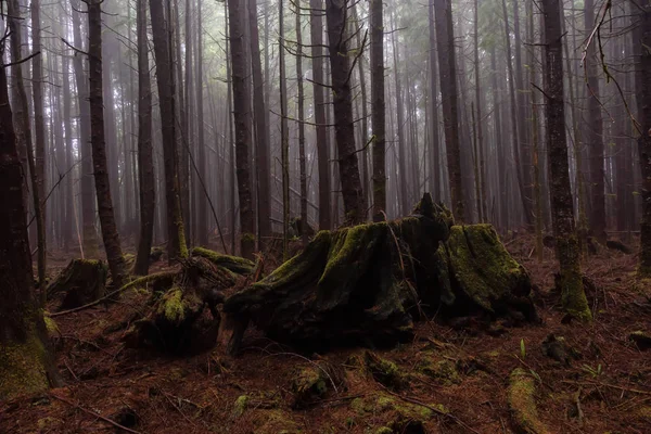 Sentier Juan Fuca Dans Les Bois Par Une Journée Été — Photo